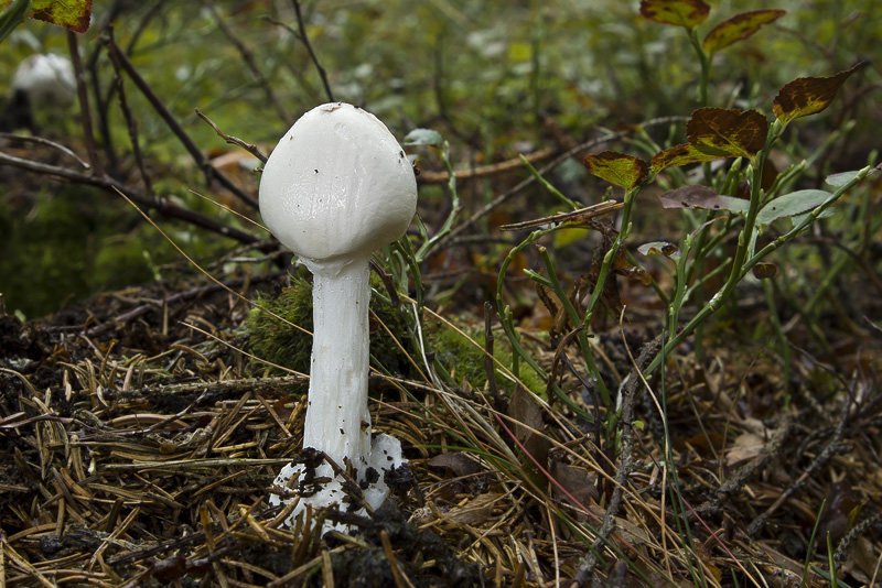 Amanita virosa